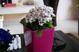 Special Decorative Rectangle Planter/Ceramic Flower Pot
