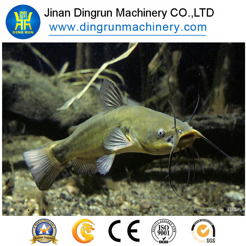Nigeria Catfish Feed Pellet Extrusion Machine